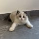 Ragdoll kisfiú