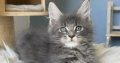 Édes Maine Coon kisfiú