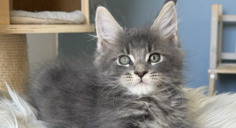 Édes Maine Coon kisfiú