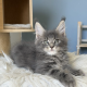 Édes Maine Coon kisfiú