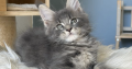 Édes Maine Coon kisfiú