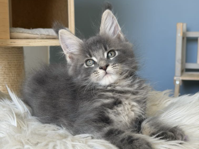 Édes Maine Coon kisfiú
