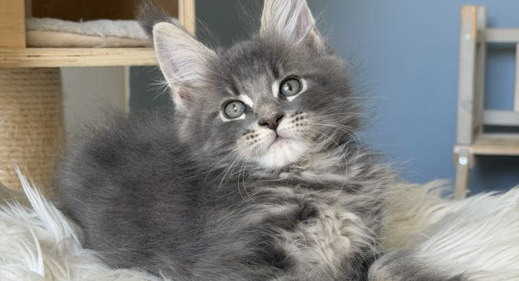 Édes Maine Coon kisfiú