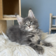 Édes Maine Coon kisfiú