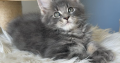 Édes Maine Coon kisfiú