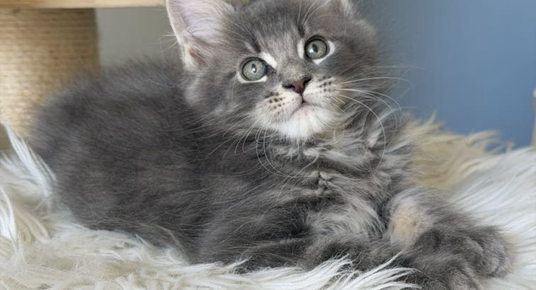 Édes Maine Coon kisfiú