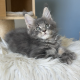 Édes Maine Coon kisfiú