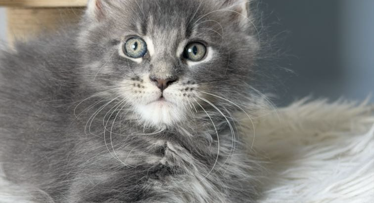 Édes Maine Coon kisfiú