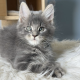 Édes Maine Coon kisfiú