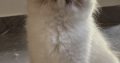 Ragdoll kislány