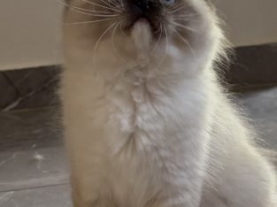 Ragdoll kislány