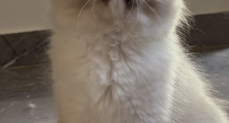 Ragdoll kislány