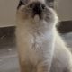 Ragdoll kislány