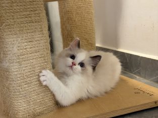Ragdoll nőstény cica