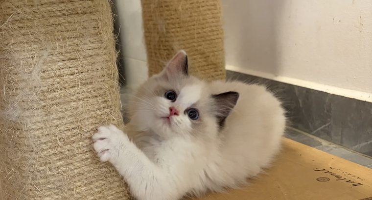 Ragdoll nőstény cica