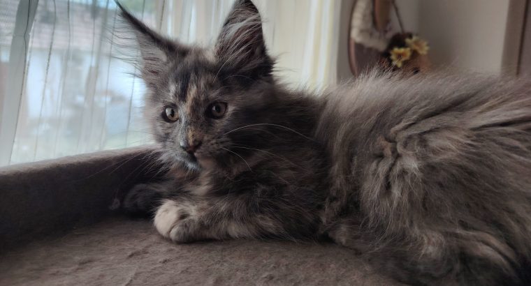Maine Coon kislány gazdit keres