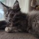 Maine Coon kislány gazdit keres