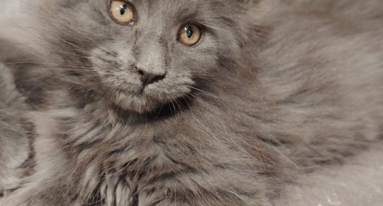 Maine Coon kislány gazdit keres