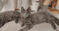 Maine Coon kandúr gazdit keres