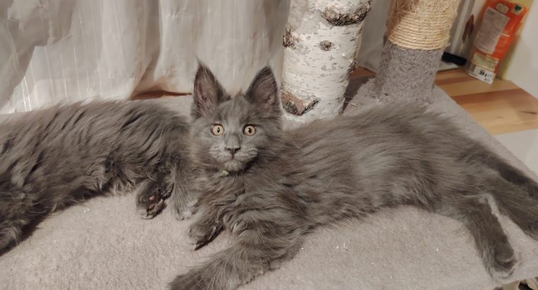 Maine Coon kandúr gazdit keres