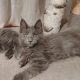 Maine Coon kandúr gazdit keres