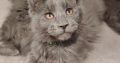 Maine Coon kandúr gazdit keres