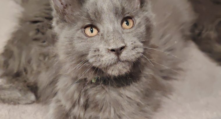Maine Coon kandúr gazdit keres