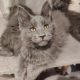 Maine Coon kandúr gazdit keres
