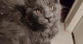 Maine Coon kandúr gazdit keres