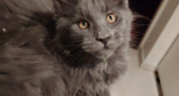 Maine Coon kandúr gazdit keres