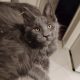Maine Coon kandúr gazdit keres