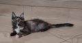 Maine Coon kislány gazdit keres