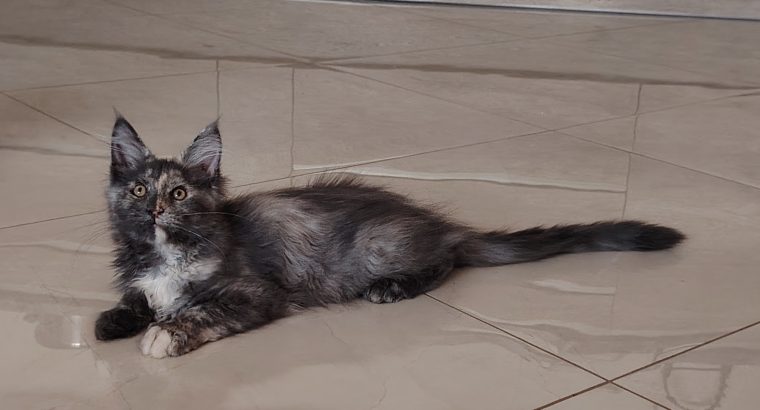 Maine Coon kislány gazdit keres
