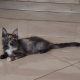 Maine Coon kislány gazdit keres