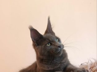 Lux Lior Galaxy