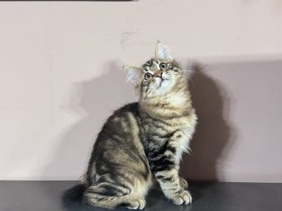 Heidi, a játékos kuriliai bobtail