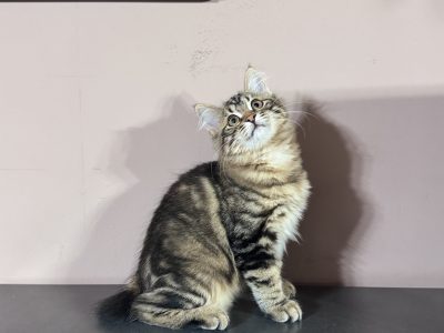 Heidi, a játékos kuriliai bobtail