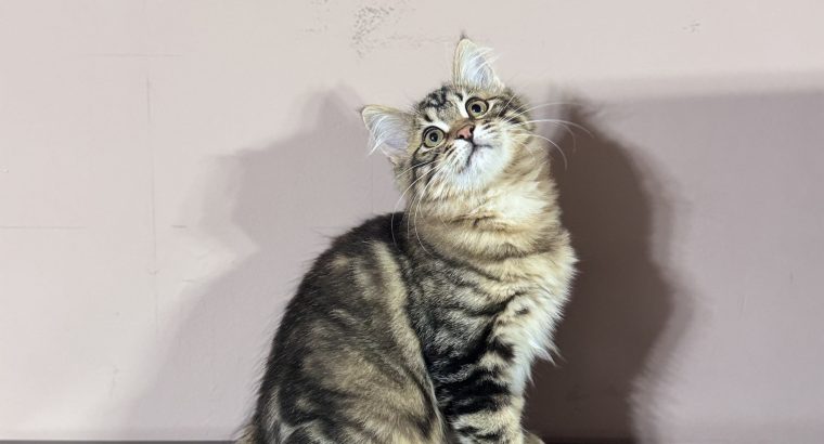 Heidi, a játékos kuriliai bobtail
