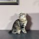 Heidi, a játékos kuriliai bobtail