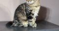 Heidi, a játékos kuriliai bobtail