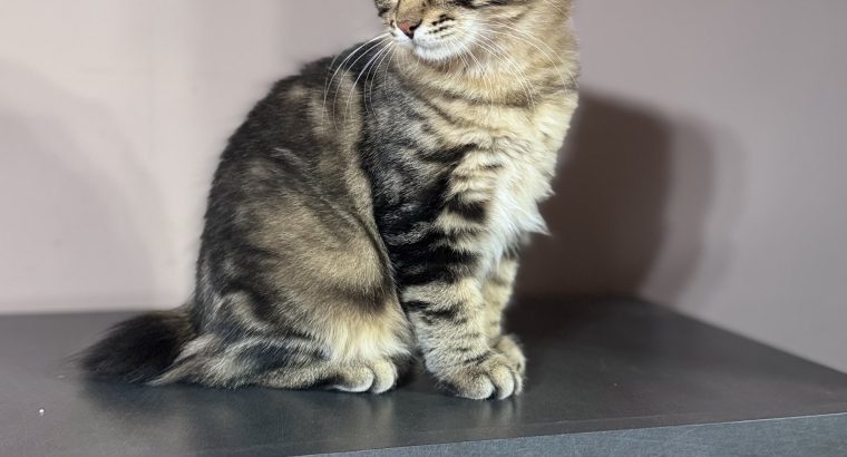 Heidi, a játékos kuriliai bobtail