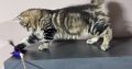 Heidi, a játékos kuriliai bobtail