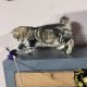 Heidi, a játékos kuriliai bobtail