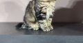 Heidi, a játékos kuriliai bobtail
