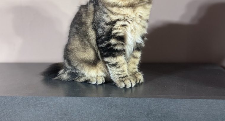 Heidi, a játékos kuriliai bobtail