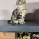 Heidi, a játékos kuriliai bobtail