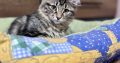 Helena tündéri kuriliai bobtail