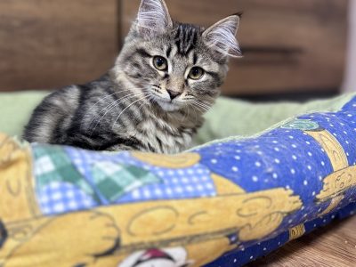 Helena tündéri kuriliai bobtail