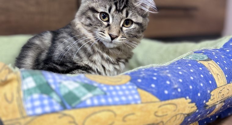Helena tündéri kuriliai bobtail
