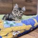 Helena tündéri kuriliai bobtail